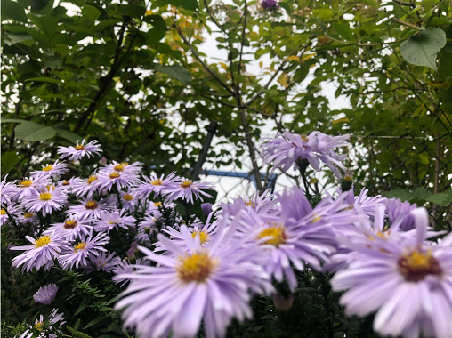 Lila Blumen im KGV Winterbergplatz.